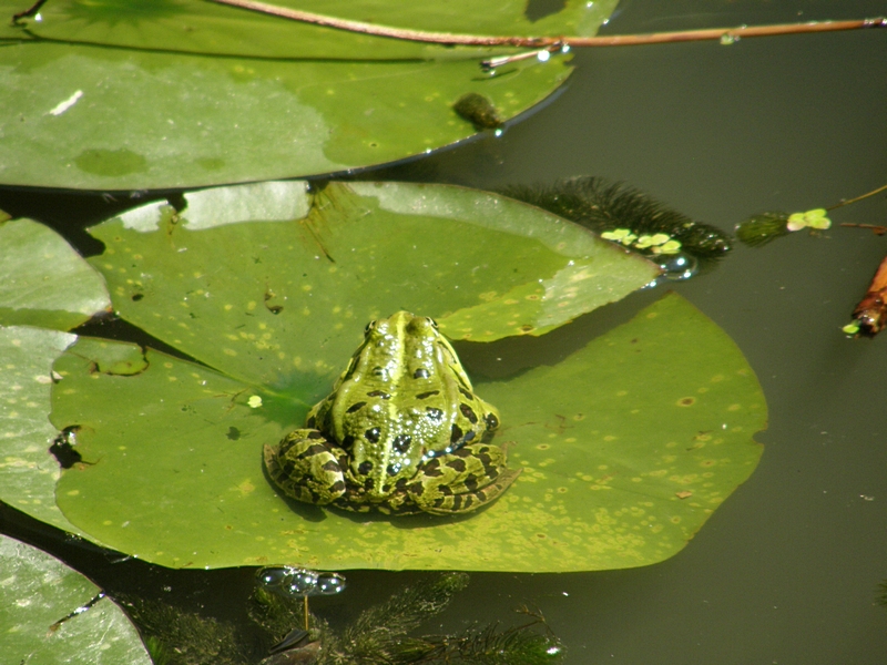 Teichfrosch auf Seerosenblatt