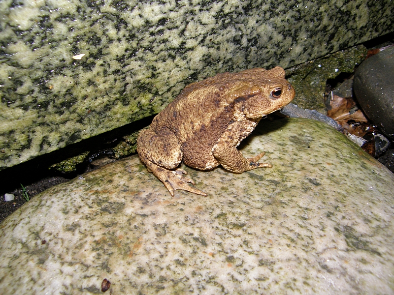 Erdkrte zwischen Steinen