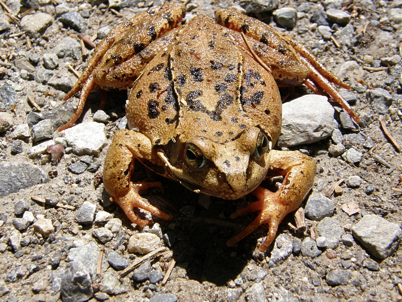 Frosch, liegend