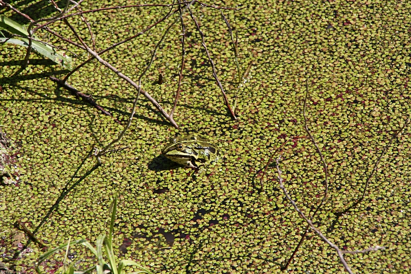 Frosch in Wasserlinsen