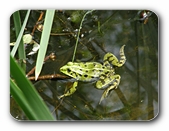 Teichfrosch