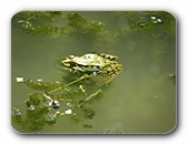 Teichfrosch