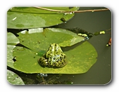 Teichfrosch auf Seerosenblatt