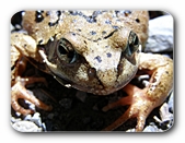 Frosch (Portrait)