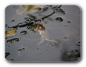 Frosch im Teich, im Wasser hängend