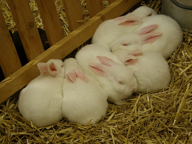 Kaninchen beim Kuscheln, nah