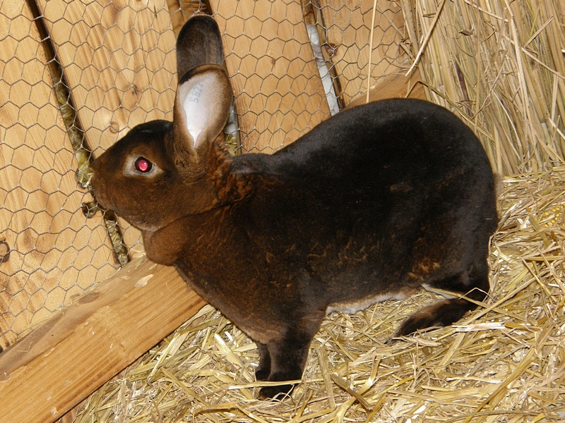 Schwarzes Kaninchen