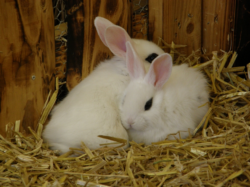 Zwei Kaninchen