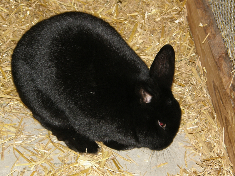 Kaninchen schwarz, hockend