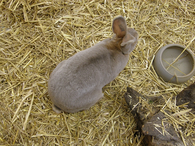 Hschen auf Strohboden