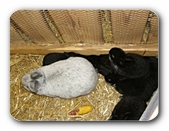 Kuschelnde Häschen