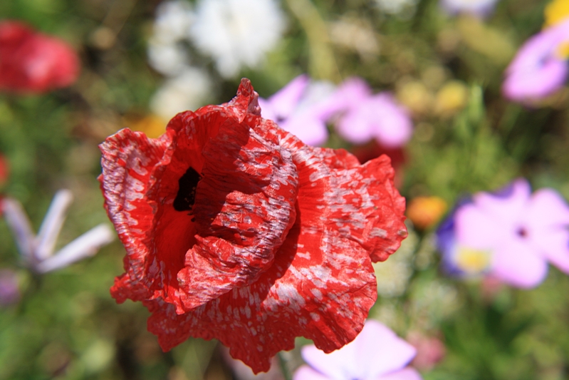 Mohn, Blte mit weier Zeichnung