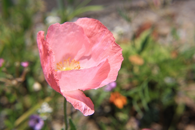 pinker Mohn im Wind