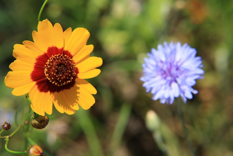 Blten orange und blau