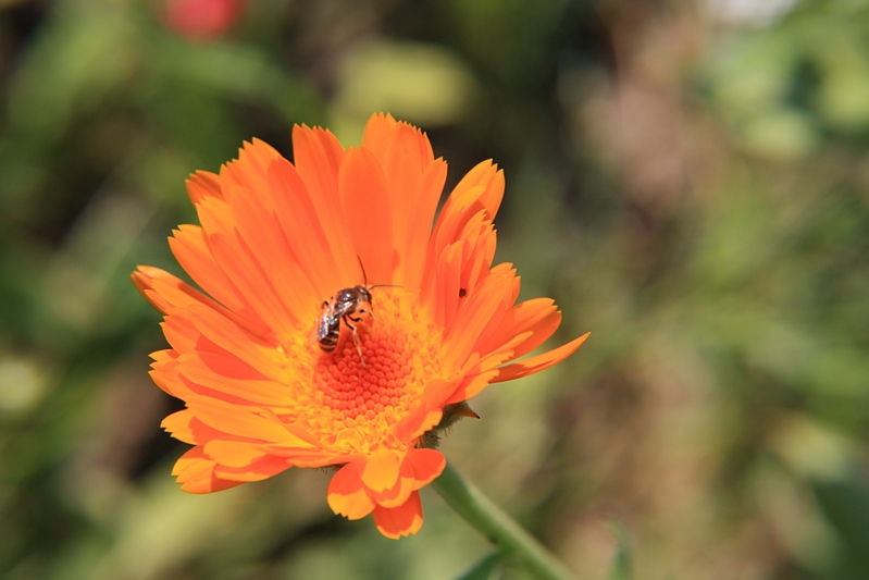 Blte orange mit Besucher