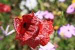 Mohn, Blte mit weier Zeichnung