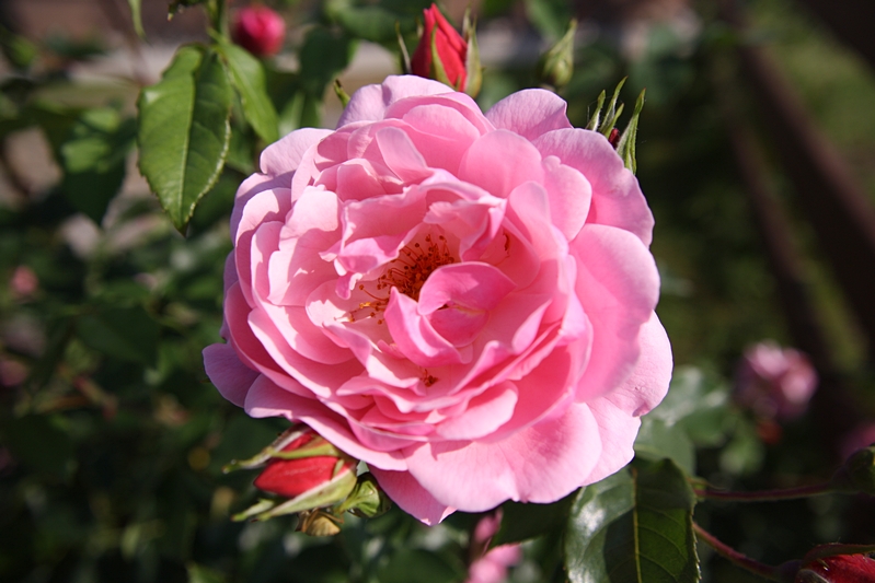 Rose (pink)