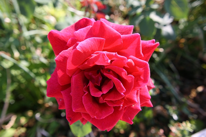 rote Rose