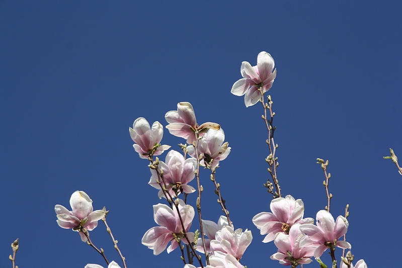 Magnolien in Blte