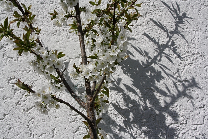 Blten vor Mauer mit Schatten