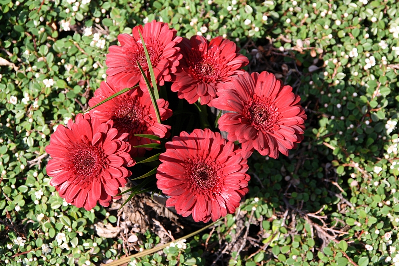 Blumen (rot)