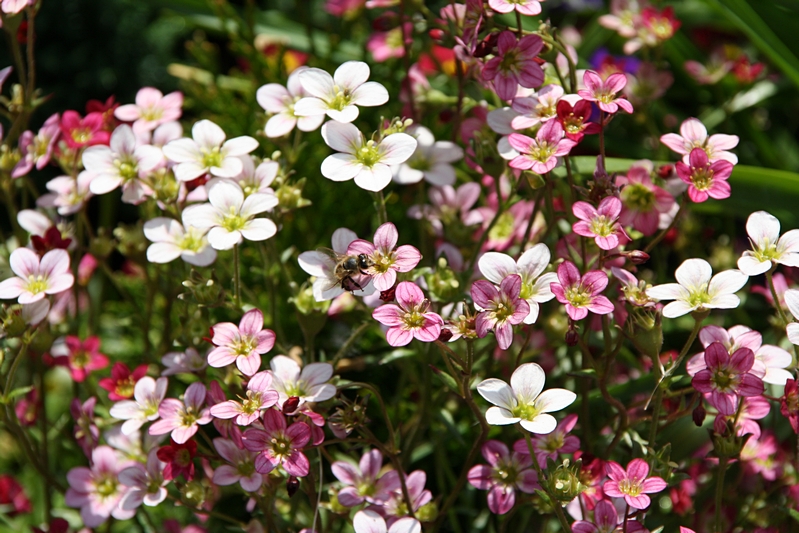 Blumenbeet mit Biene