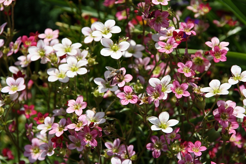 Blumenbeet mit Biene, 2