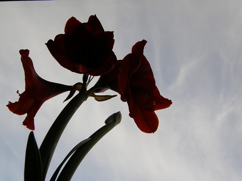 Amaryllis