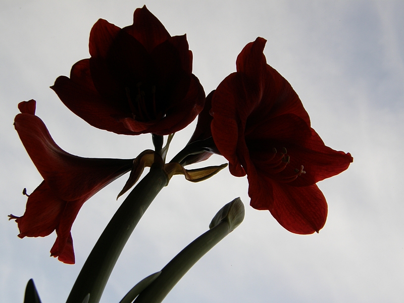 Amaryllis am Fenster