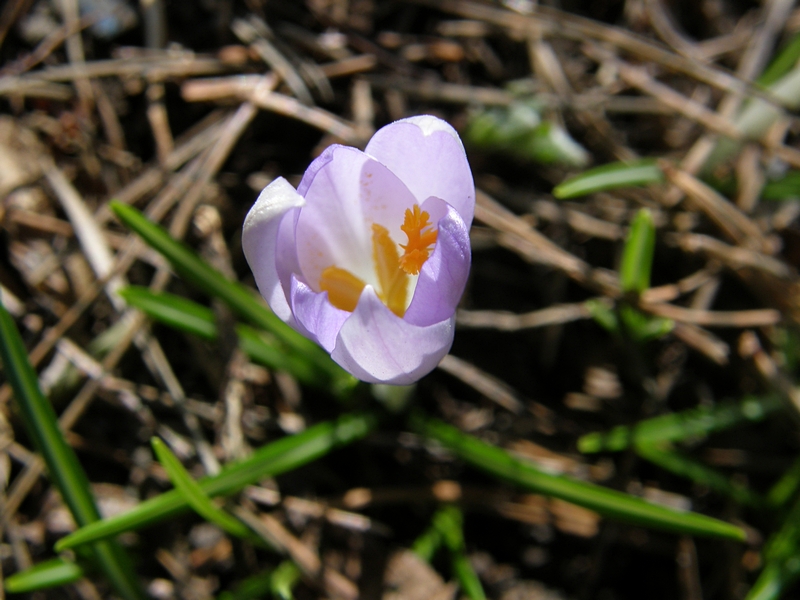 Krokus, einzeln