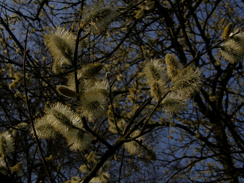 Weidenktzchen im Halbdunkel