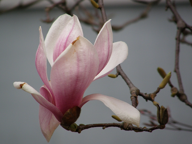 Magnolienblte