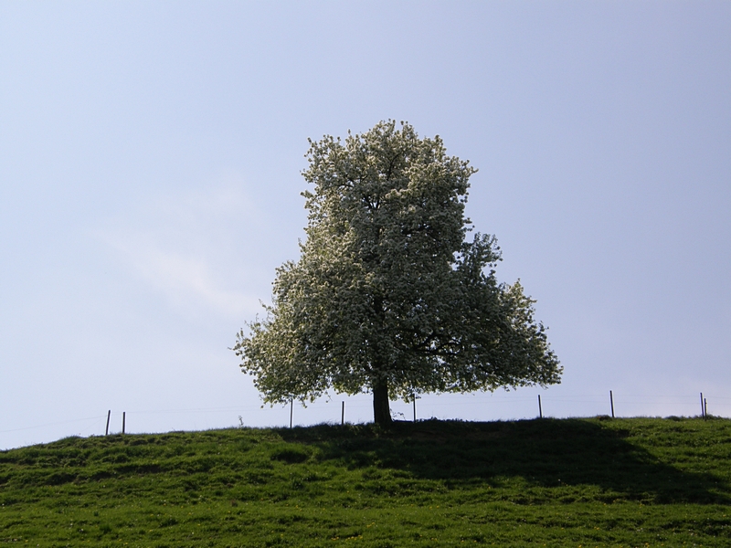 Freistehender Baum, bltenberladen