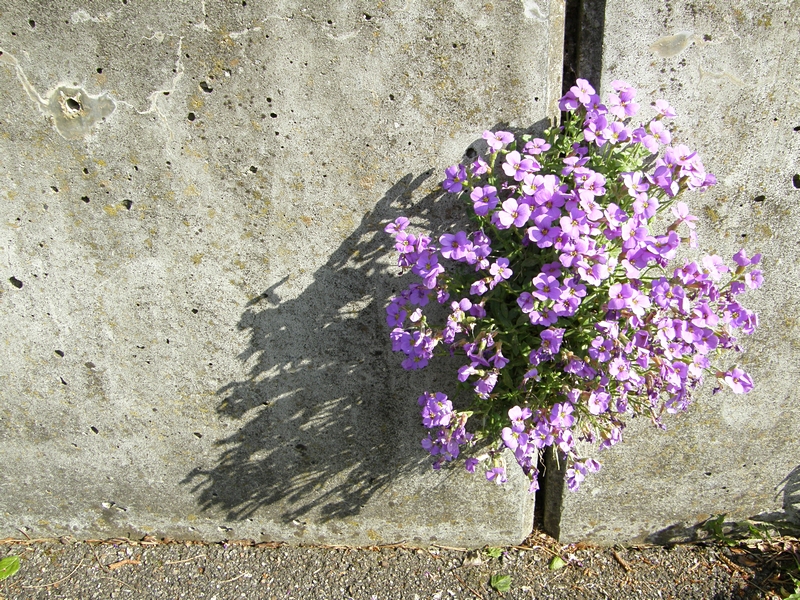 Mauerblmchen