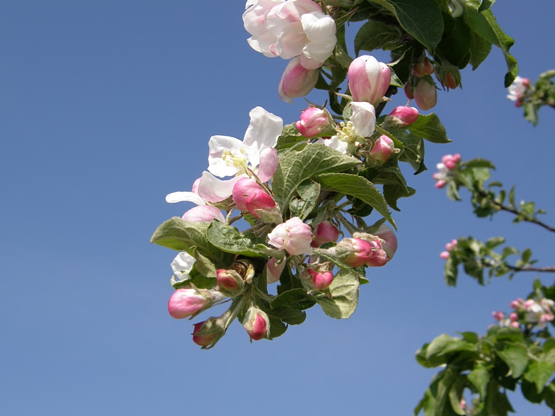 Obstbltenzweig