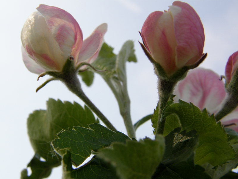 Obstblten wei-rosa, nah