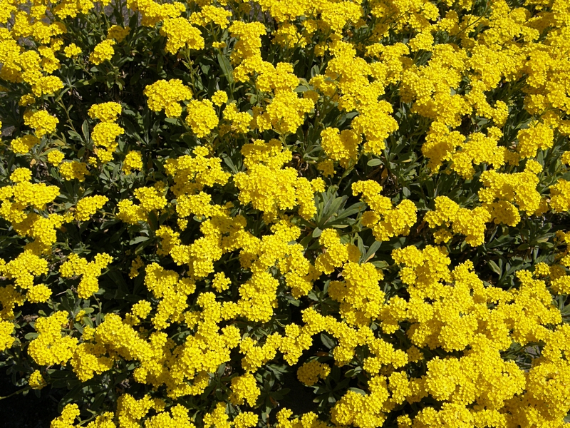 Forsythien-Blte