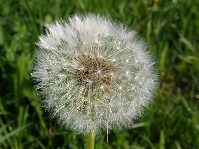 Pusteblume (2)