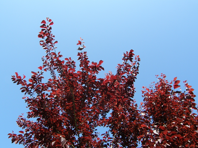 Baum vor freiem Himmel