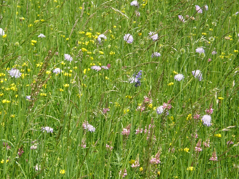 Blumenwiese