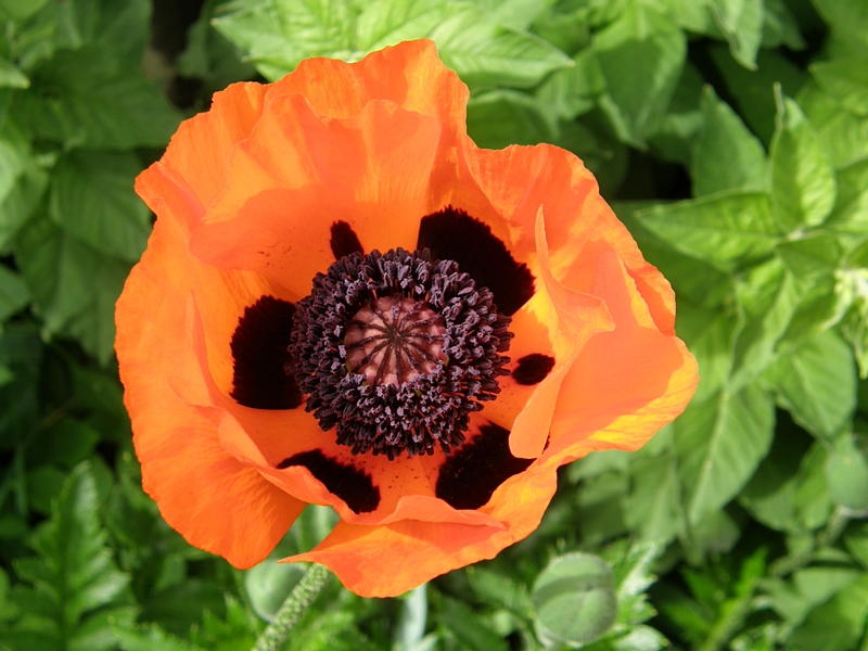 Mohn, knalliges Orange