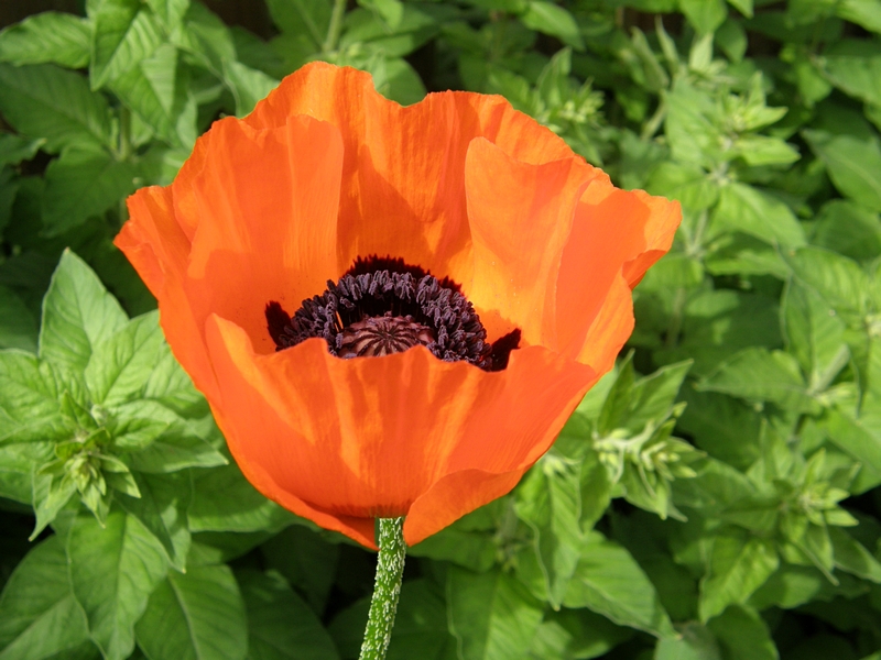 Mohn im Garten