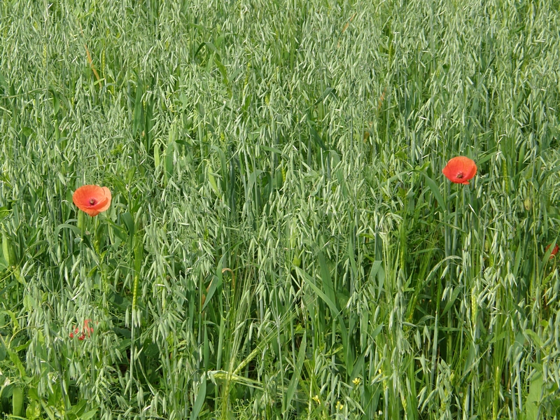 Zwei Mohnblten im Feld