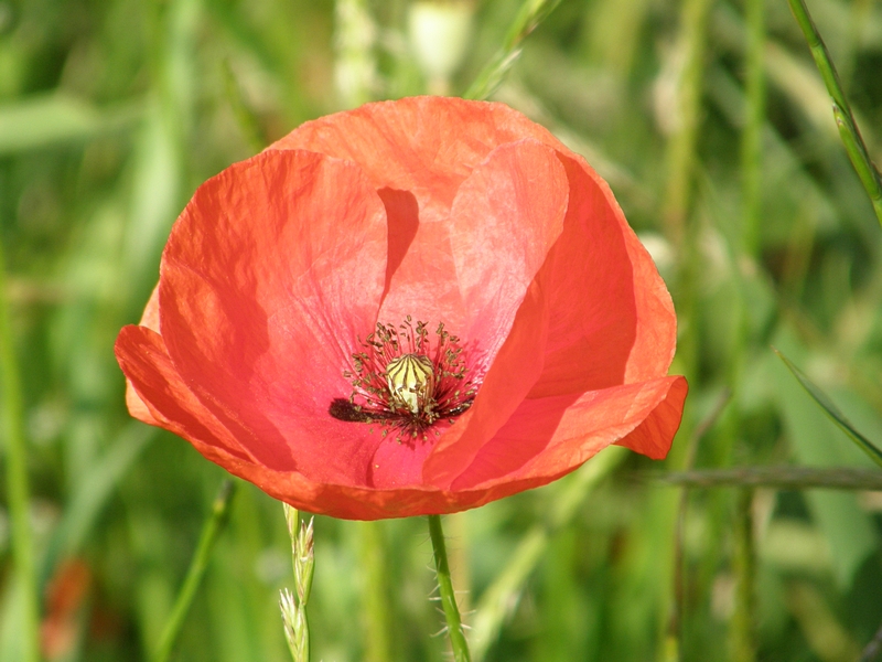 Mohnblte (Klatschmohn)