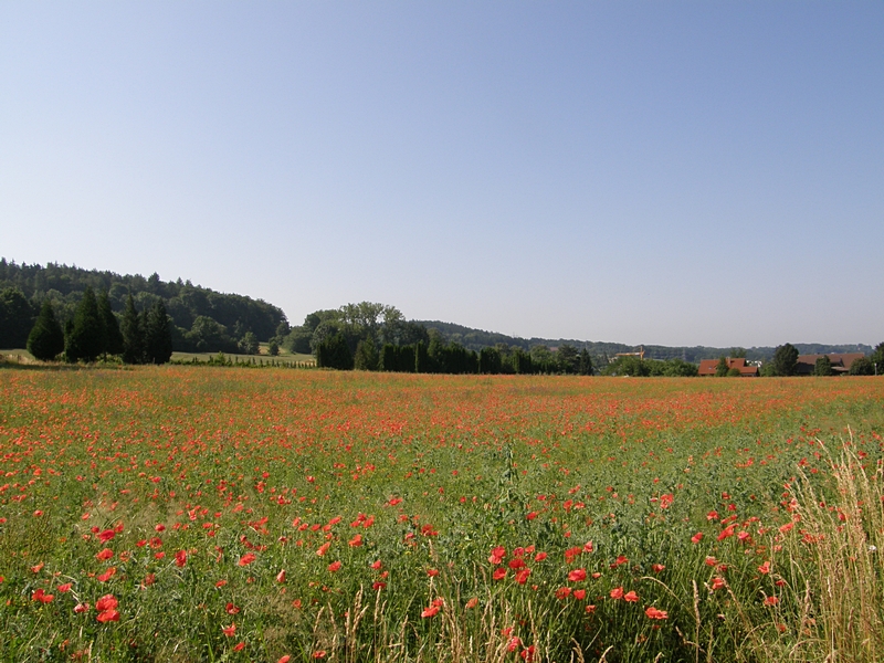 Mohnwiese oberhalb Kreuzbergweiher