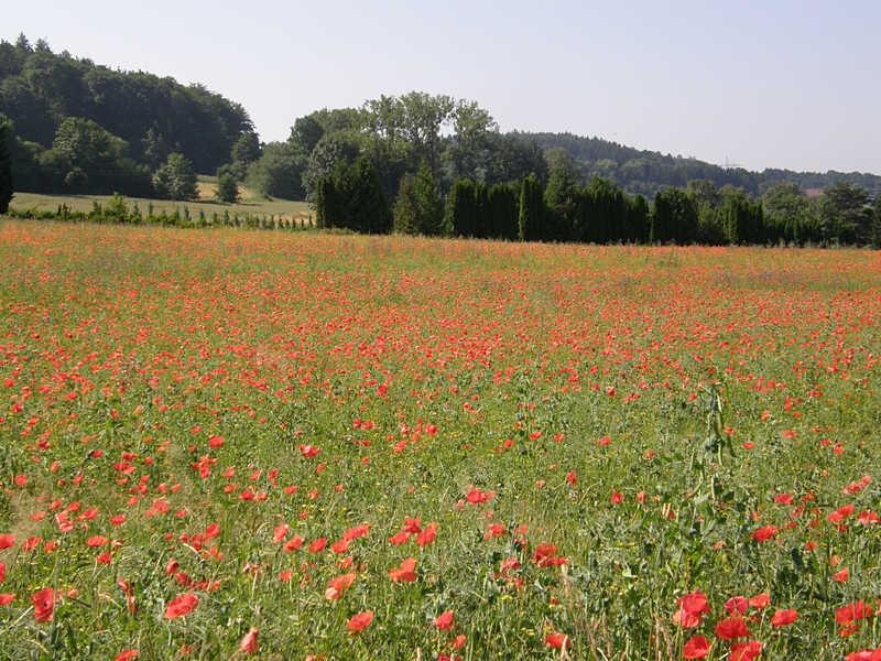 Mohnwiese in Oberschwaben