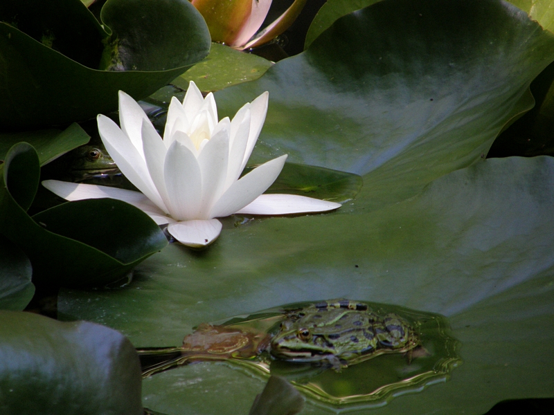 Seerose mit Frschen