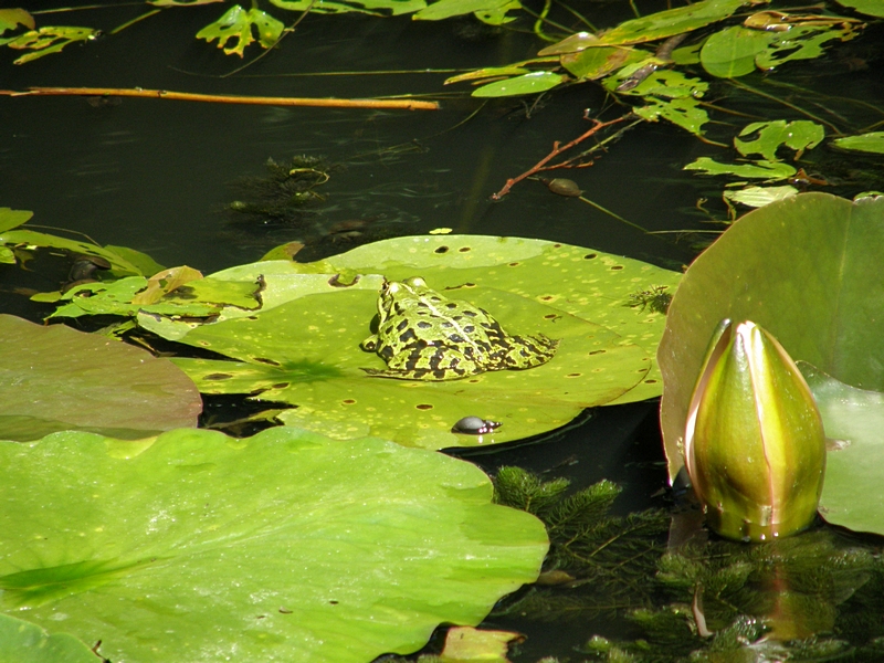 Frosch auf Seerosenblatt