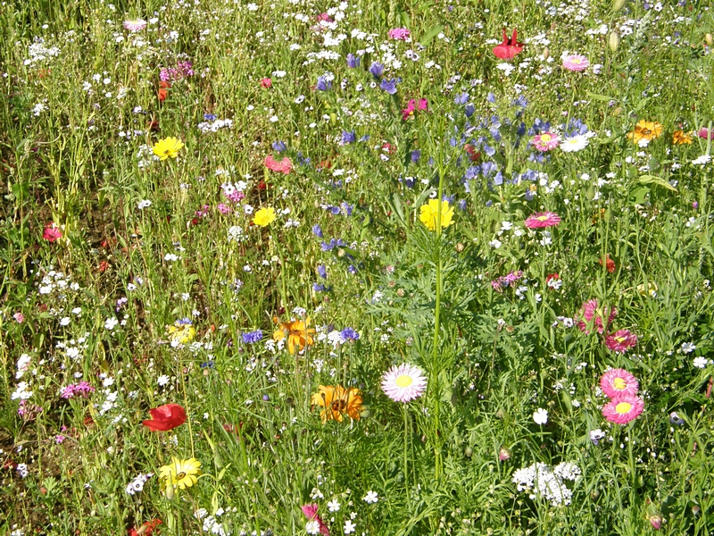 Bunte Blumenwiese