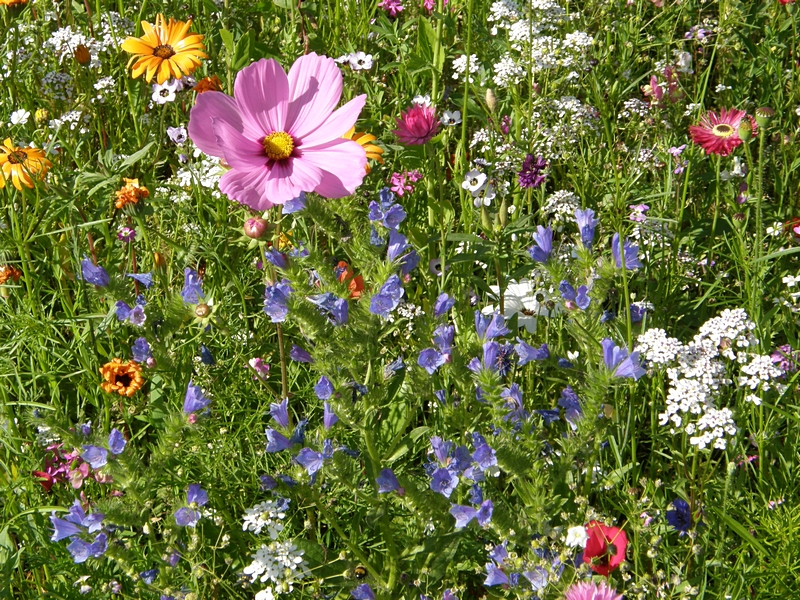 Blumenwiese mit vielfltigen Arten